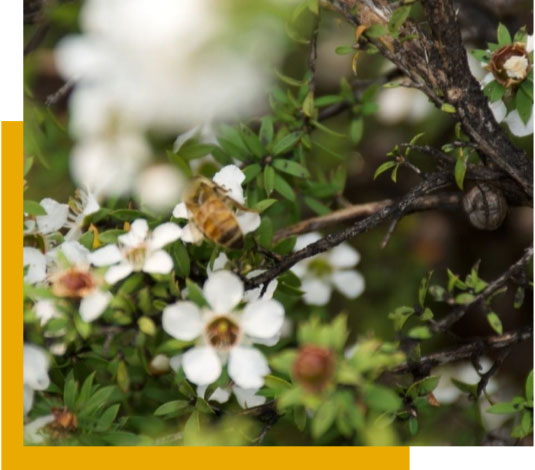 La floraison du Manuka