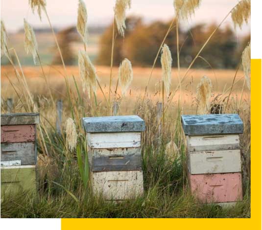 La récolte de Manuka, une filière directe